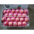 Yantai Fresh Sugar Apple en venta en es.dhgate.com